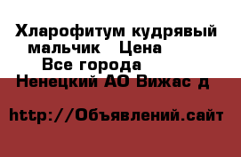 Хларофитум кудрявый мальчик › Цена ­ 30 - Все города  »    . Ненецкий АО,Вижас д.